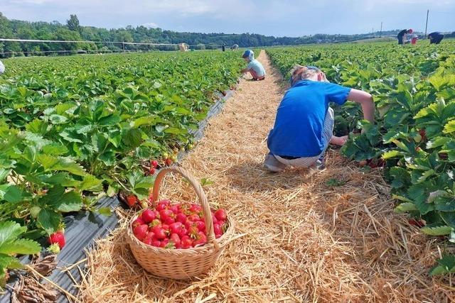 Auf diesen Feldern in Südbaden kann man Erdbeeren selbst pflücken