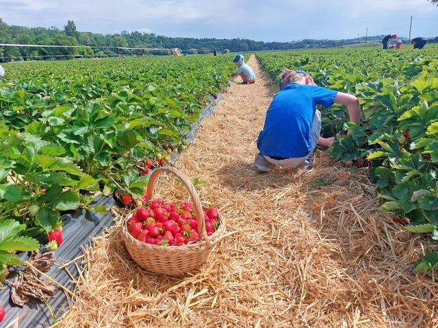 Beliebt bei Groß und Klein: Erdbeeren zum Selberpflücken | Foto: Sina Schuler Beliebt bei Groß und Klein: Erdbeeren zum Selberpflücken | Foto: Sina Schuler