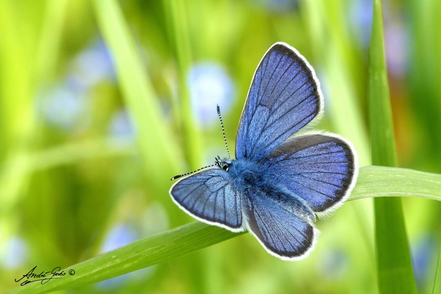Sucht sich Nektar gern in den Blüten v...Wicke: ein männlicher Rotklee-Bläuling | Foto: André Grabs Sucht sich Nektar gern in den Blüten v...Wicke: ein männlicher Rotklee-Bläuling | Foto: André Grabs