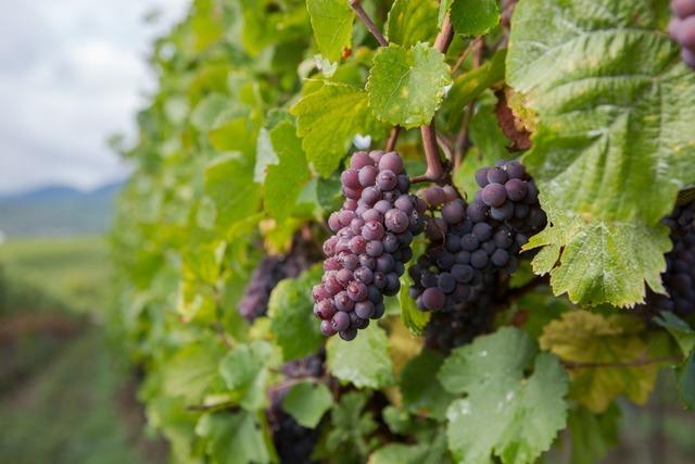 Die Winzergenossenschaft Oberschopfheim blickt auf ein Weinjahr mit viel Arbeit und wenig Ertrgen