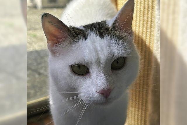 Katze Tine