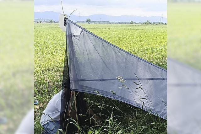 Graue Zelte erfassen Insekten