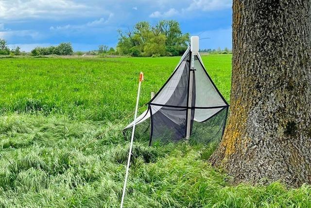 Spezielle Fallen bei Bad Krozingen sollen Zustand der Artenvielfalt ermitteln