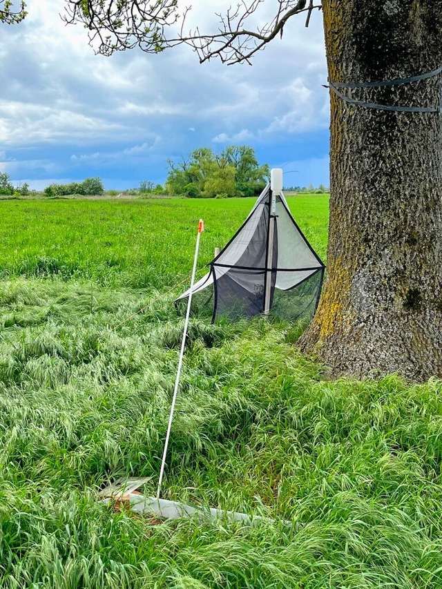 Hierbei handelt es sich um Bodenfallen für Laufkäfer. | Foto: Gabriele Hennicke Hierbei handelt es sich um Bodenfallen für Laufkäfer. | Foto: Gabriele Hennicke