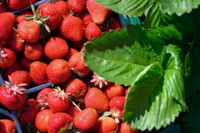 Die Erdbeeren leiden unter dem Regen