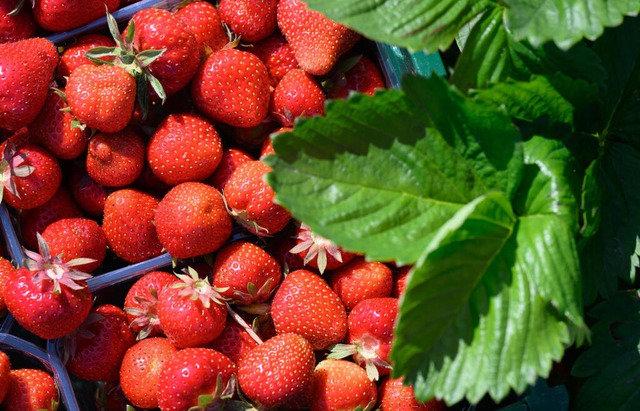 Das macht Appetit.  | Foto: Hendrik Schmidt (dpa)
