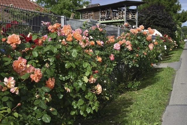 Rosenblte am Ortseingang
