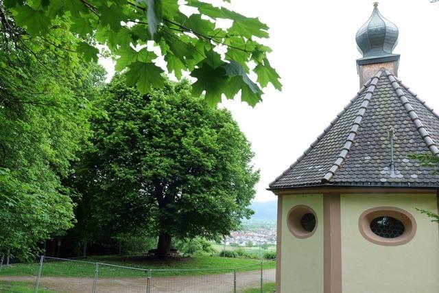 Naturdenkmäler in der Region um Freiburg: "Die Linde hat eine ganz alte geschichtliche Tradition"