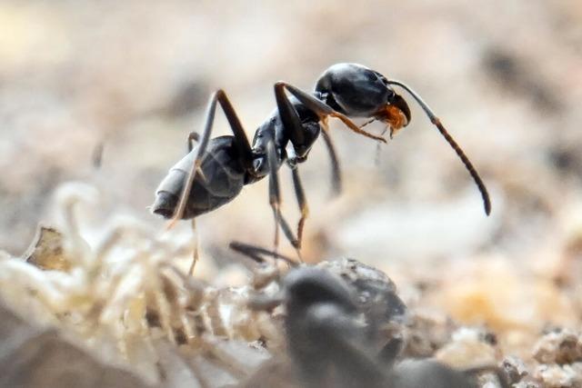 Invasive Ameisenart Tapinoma magnum: "Wir werden sie nicht mehr los – das ist jetzt eher eine Frage des Managements"