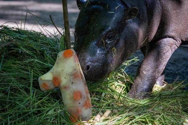 Mini-Hippo Toni wird 1 Jahr alt – und verlässt bald den Berliner Zoo