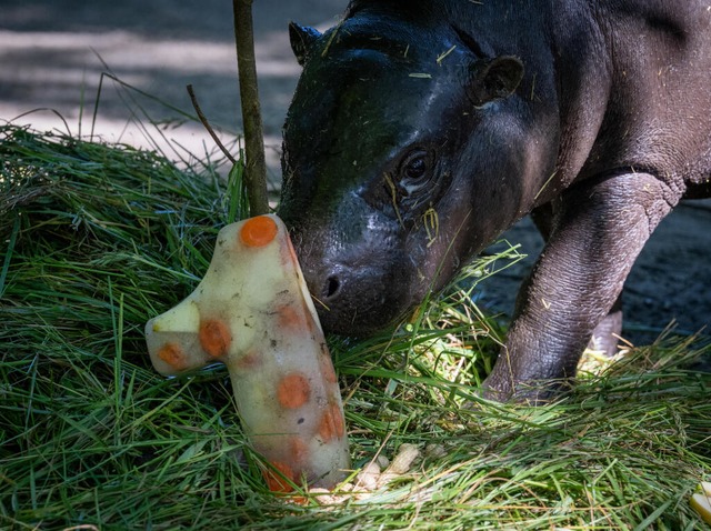 Mini-Hippo Toni wird 1 Jahr alt | Foto: Soeren Stache (dpa) Mini-Hippo Toni wird 1 Jahr alt | Foto: Soeren Stache (dpa)