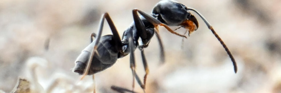 Invasive Ameisenart ist nach Baden-Wrttemberg gekommen, um zu bleiben
