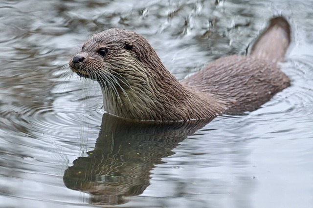 Fischotter sind gute Schwimmer und Taucher. | Foto: Patrick Pleul (dpa) Fischotter sind gute Schwimmer und Taucher. | Foto: Patrick Pleul (dpa)
