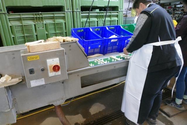 So läuft die  Spargelernte in Efringen-Kirchen und Fischingen: "Wir haben Glück mit dem Wetter"