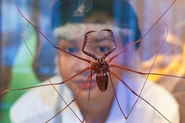 Im Museum Natur und Mensch in Freiburg kommen Insekten ganz gro raus