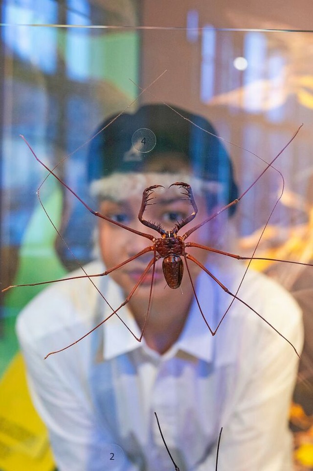 Die Insektenausstellung bietet spannende An- und Einsichten. | Foto: Patrick Seeger/Stadt Freiburg Die Insektenausstellung bietet spannende An- und Einsichten. | Foto: Patrick Seeger/Stadt Freiburg