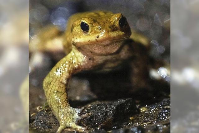 Amphibien brauchen einen vielfältigen Lebensraum