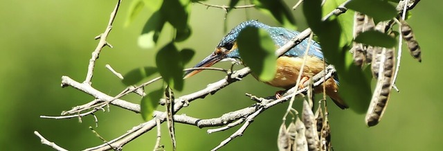  | Foto: Adolf Mller