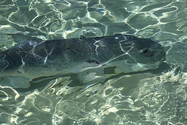 Ein richtig groer Fisch