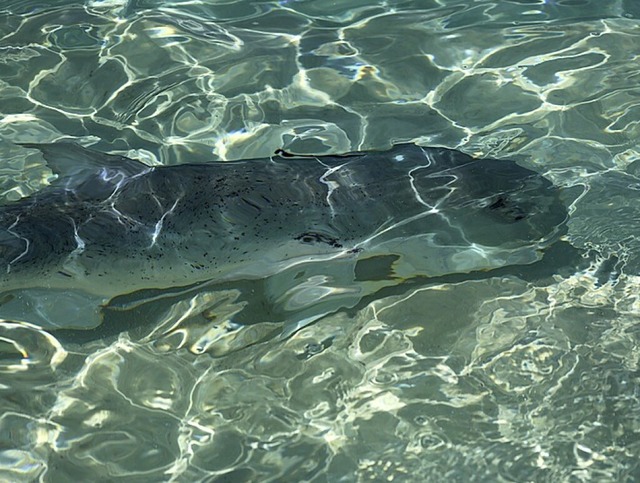 Ein Giant Trevally | Foto: Thilo Feucht Ein Giant Trevally | Foto: Thilo Feucht