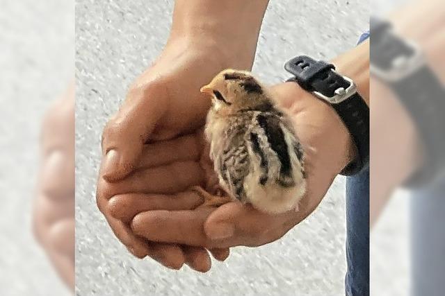 Ein Glcksklecks vom Kken