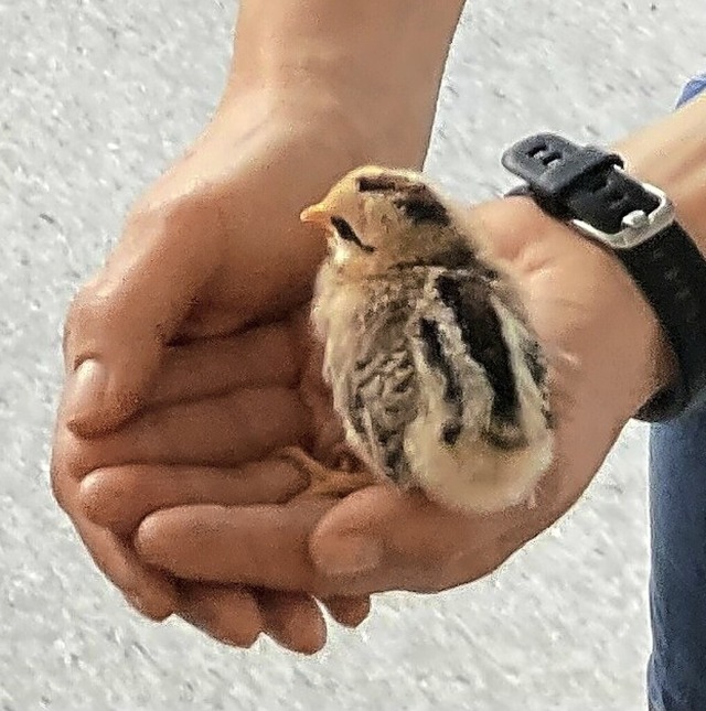 Kükenbesuch in der Schule | Foto: privat Kükenbesuch in der Schule | Foto: privat