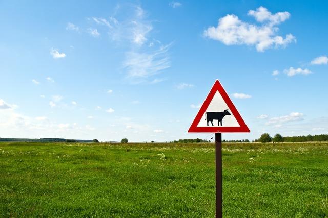 "Kühe sind keine Kuscheltiere" - wie Wanderer und Hundehalter sich im Schwarzwald verhalten sollen