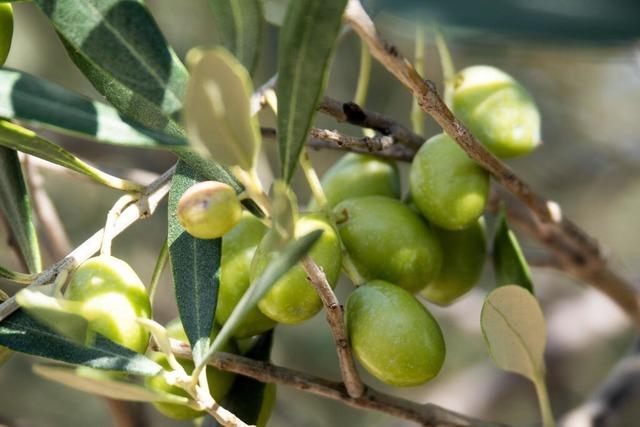 Olivenbaum im eigenen Garten: 7 Tipps und Tricks fr ein Urlaubsgefhl zuhause