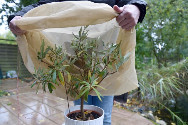Vor Frost geschützt: Im Winter kann man den Olivenbaum mit Vlies einwickeln. | Foto: Caroline Seidel-Dißmannel (dpa) Vor Frost geschützt: Im Winter kann man den Olivenbaum mit Vlies einwickeln. | Foto: Caroline Seidel-Dißmannel (dpa)