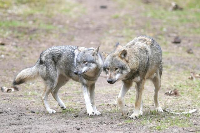 EU-Lnder geben final grnes Licht fr mehr Wolf-Abschsse