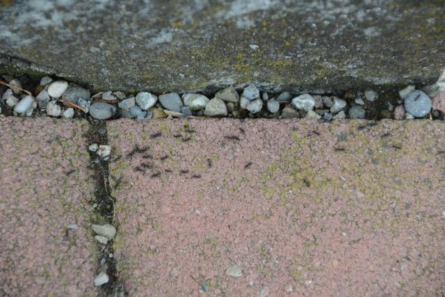 Ameisenplage in Fischingen verärgert die Anwohner
