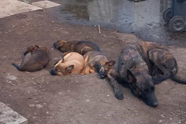 Der Tierschutzverein in Rheinfelden kämpft an vielen Fronten und sucht dringend Geldquellen