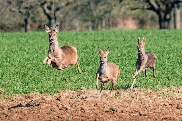 Gemeinderat Schluchsee gibt grnes Licht fr Jagdplne