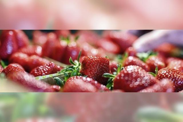 Erdbeeren zu Saison-Tiefpreisen