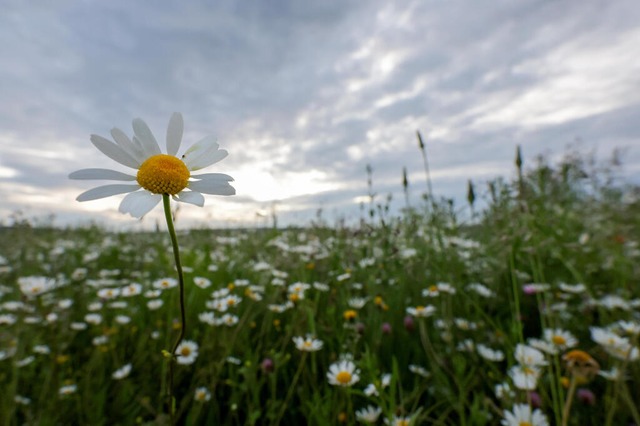 Die Wetteraussichten für das Pfingstwochenende sind durchwachsen. | Foto: Thomas Warnack (dpa) Die Wetteraussichten für das Pfingstwochenende sind durchwachsen. | Foto: Thomas Warnack (dpa)