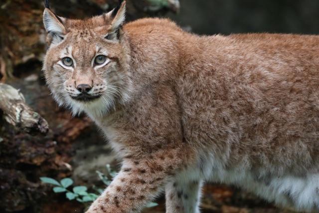 Tierpark Lange Erlen bietet am 11. Juni ein buntes Programm rund um den Luchs an