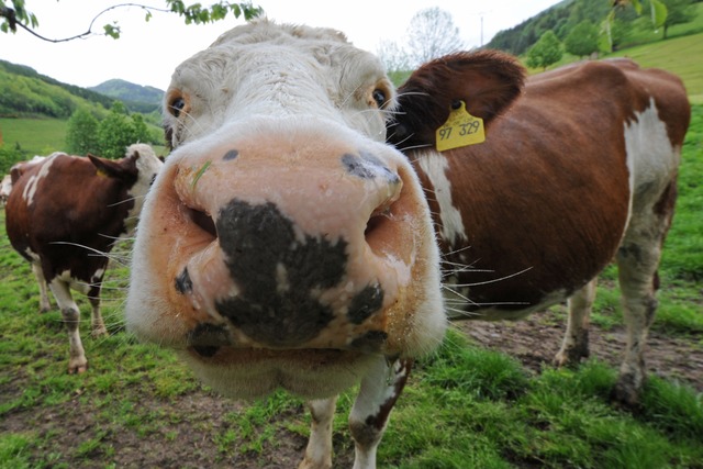 Eine neugierige Milchkuh im Schwarzwald | Foto: Patrick Seeger (dpa) Eine neugierige Milchkuh im Schwarzwald | Foto: Patrick Seeger (dpa)