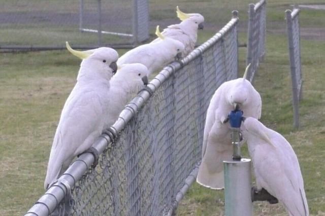 Einige Gelbhaubenkakadus können Trinkbrunnen bedienen. | Foto: Klump Et Al (dpa) Einige Gelbhaubenkakadus können Trinkbrunnen bedienen. | Foto: Klump Et Al (dpa)