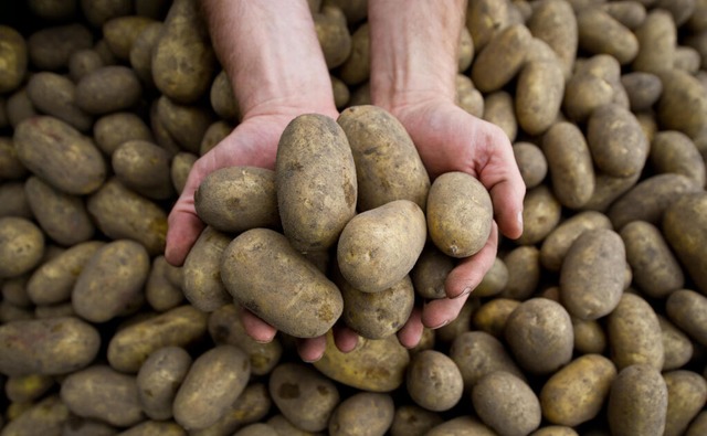 Im Kartoffelanbau sorgt die Pflanzenkr... Ausfälle von bis zu 70 Prozent. | Foto: Ole Spata (dpa) Im Kartoffelanbau sorgt die Pflanzenkr... Ausfälle von bis zu 70 Prozent. | Foto: Ole Spata (dpa)