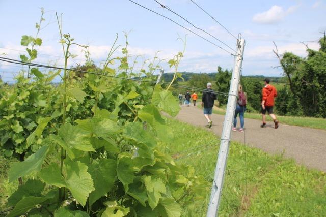 Genussreicher Pfingstsonntag in Kenzingen – Mit dem Glas in der Hand durch die Weinberge