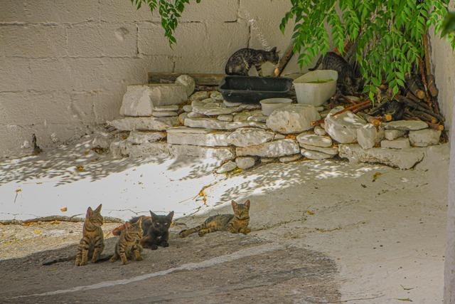 Gemeinderat Ebringen beschliet eine Katzenschutzverordnung und verpflichtet Tierhalter