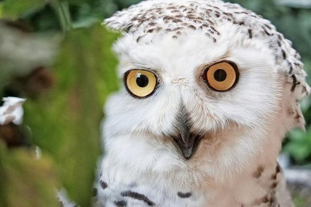 Schwarzwaldzoo in Waldkirch