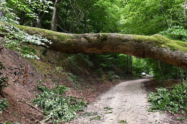 Eine massive Eiche ist in Grenzach-Wyhlen über einen Weg gestürzt