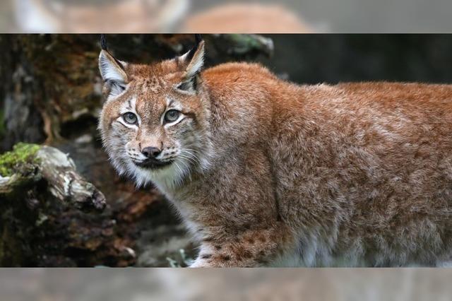 Der Tierpark Lange Erlen ffnet seite Toren an der der 1.Erlen-Nacht bis 23 Uhr. Mit Beginn der Dmmerung knnen nachtaktive Tiere noch besser beobachtet werden.