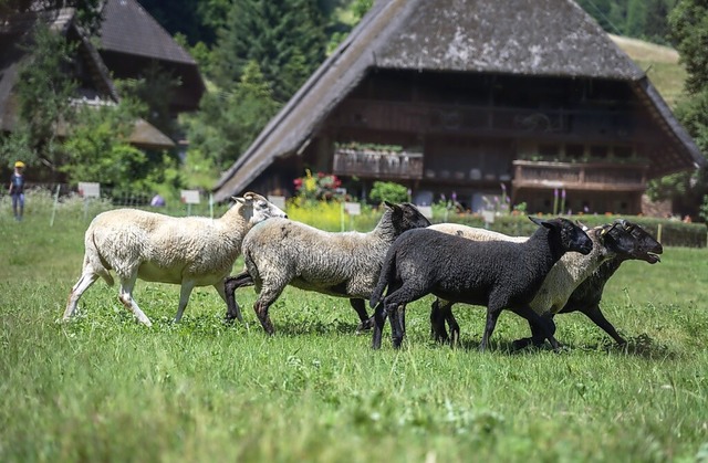 Die Schafhaltung und die Verarbeitung ...tmuseum Vogtsbauernhof im Mittelpunkt. | Foto: Schwarzwälder Freilichtmuseum Vogtsbauernhof Die Schafhaltung und die Verarbeitung ...tmuseum Vogtsbauernhof im Mittelpunkt. | Foto: Schwarzwälder Freilichtmuseum Vogtsbauernhof