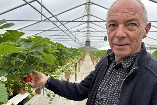 Viele Erdbeeren schmecken nicht mehr – Züchter wollen das ändern