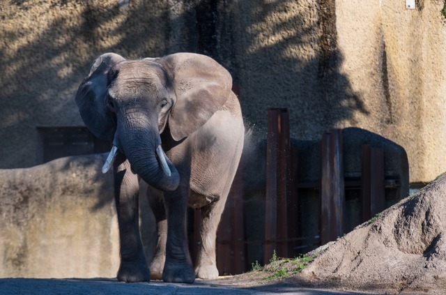 Elefantenkuh Heri war die Leitkuh der kleinen Herde in Basel. | Foto: Zoo Basel Elefantenkuh Heri war die Leitkuh der kleinen Herde in Basel. | Foto: Zoo Basel