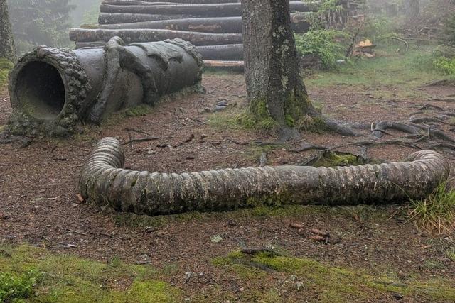 Der Riesenregenwurmpfad am Belchen wird neu gestaltet