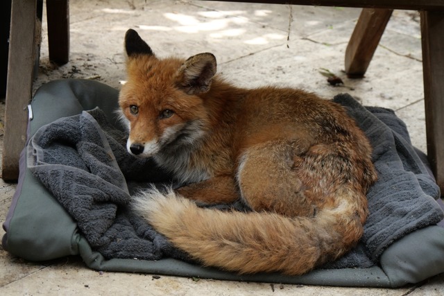 Ein Schlafplatz auf der Terrasse in He...tet, weil er krank und abgemagert war. | Foto: privat Ein Schlafplatz auf der Terrasse in He...tet, weil er krank und abgemagert war. | Foto: privat