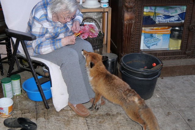 Eva Schneider-Borgmann hat Fuchsbesuch... Weile immer näher an das Ehepaar ran. | Foto: privat Eva Schneider-Borgmann hat Fuchsbesuch... Weile immer näher an das Ehepaar ran. | Foto: privat